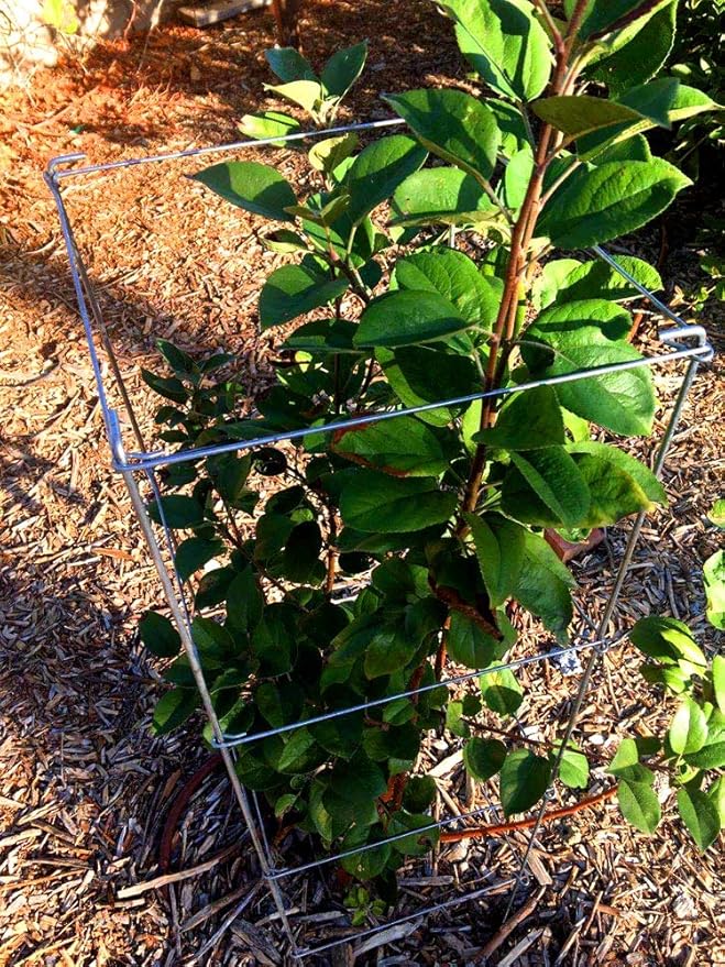 Galvanized Square Folding Tomato Cage Plant Support Stake Tower 12 inch by 46 inch, Pack of 5 Sets(