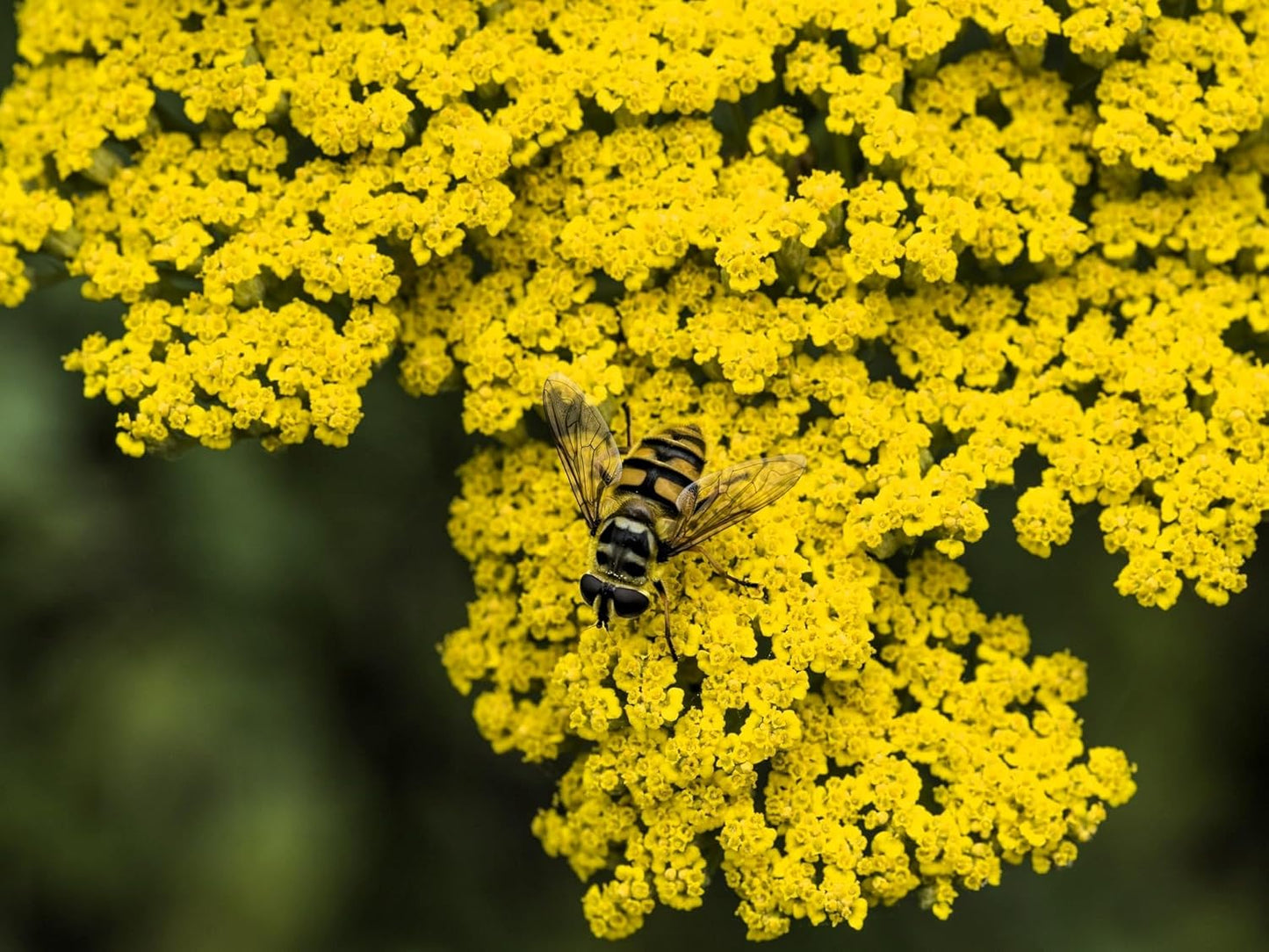 Greenwood Nursery: Live Perennial Plants - Achillea 'Moonshine' Yarrow - [Qty: 3X Pint Pots] - (Click for Other Available Plants/Quantities)