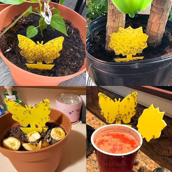 120 Pack Fruit Fly Trap for Indoors, Fungus Gnat Killer Indoor Sticky Traps for Mosquito and Flying Insects, Bug Pest Insect Catcher Killer for Houseplant Non-Toxic