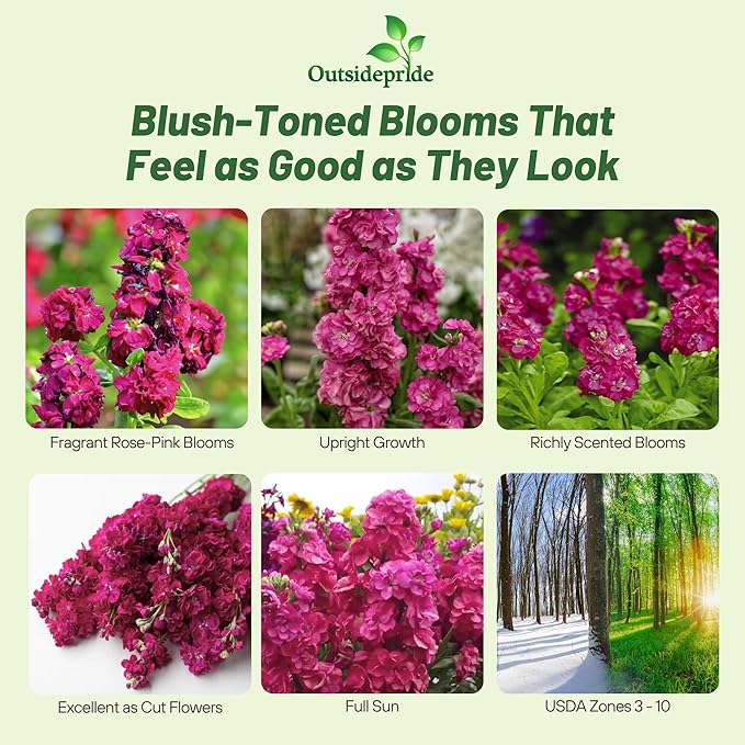 Outsidepride Ten Week Deep Rose Mattiola Stock Seeds - 2000 Pcs Annual Flower Seeds for Planting with Fragrant Blooms that Attract Pollinators, Compact Growth, for Cut Flower Arrangements & Containers