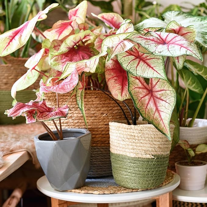 Premium Caladium Plant Soil Mix by Gardenera - Stimulate Growth and Elevate Leaf Color with Nourishing Formula - 5 Quart