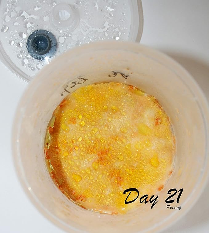 Root Mushroom Farm- Mushroom Grow kit -Cordyceps Militaris