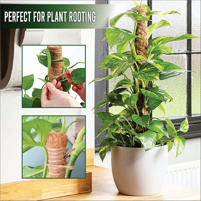 Moss Pole Pack of 2 | 50 CM Monstera Plant Support | Indoor Plant Poles | Sturdy Plant Moss Pole for Healthy Plants | Coir Pole for Plants