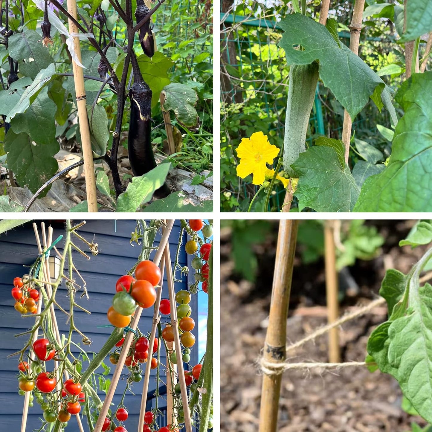 Bamboo Stakes 4 Feet Thicker Garden Stakes with Garden Twine, Diameter of 0.55in Natural Plant Stakes Bamboo Poles for Climbing Plants Support Tomato Cage - 20 Pack Bamboo Sticks for Plants