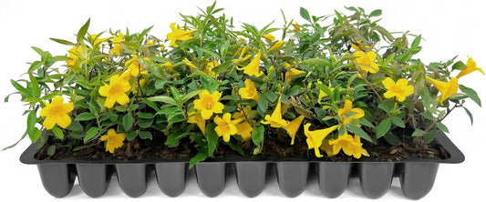 Carolina Jasmine | 40 Live Plants | Gelsemium sempervirens | Fast-Growing Flowering Vine for Trellises & Fences | Climbing Landscape Plants