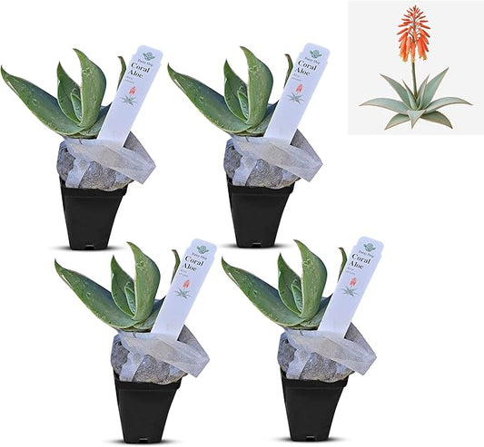 Coral Aloe Plants (Aloe striata) - Live Succulent with Striking Pink Edges and Smooth, Flat Leaves for Indoor/Outdoor Gardening (4 Coral Aloe Cups)