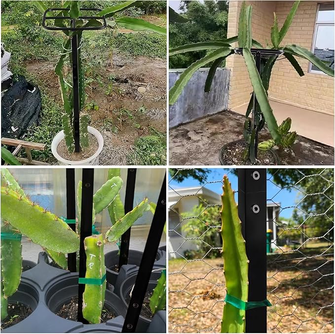 Dragon Fruit Trellis for Climbing Plants 50 * 12inches – Durable Metal Vertical Support Frame for Outdoor Gardens, Easy to Assemble, Stylish Design – Ideal Gift for Plant Enthusiasts