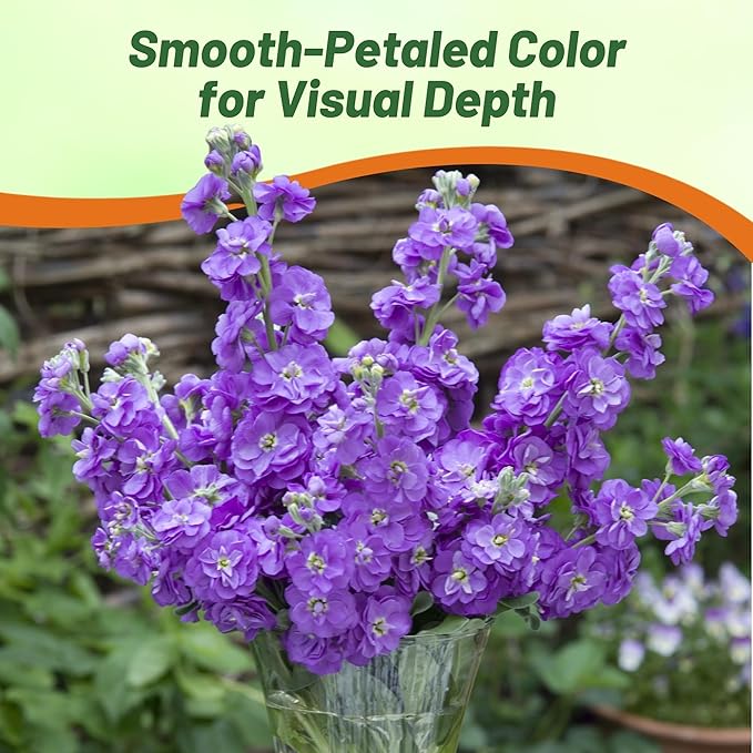 Outsidepride Ten Week Blue Mattiola Stock Seeds - 2000 Pcs Annual Flower Seeds for Planting with Fragrant Blooms That Attract Pollinators, Compact Growth, for Cut Flower Arrangements & Containers