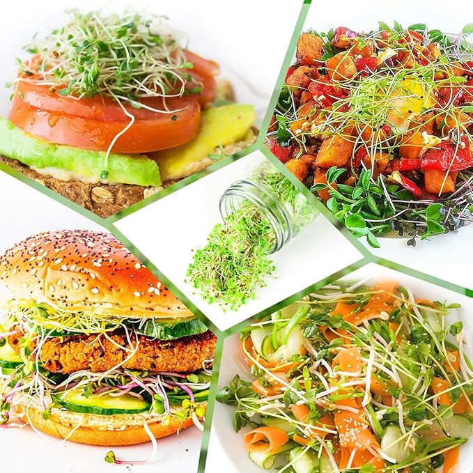 Organic Seed Sprouting Jar Kit – 2 × 32 oz Wide-Mouth Mason Jars with Stainless-Steel Sprouter Lids & Stand, Blackout Sleeves, Drain Tray – Grow Broccoli, Alfalfa & Bean Microgreens