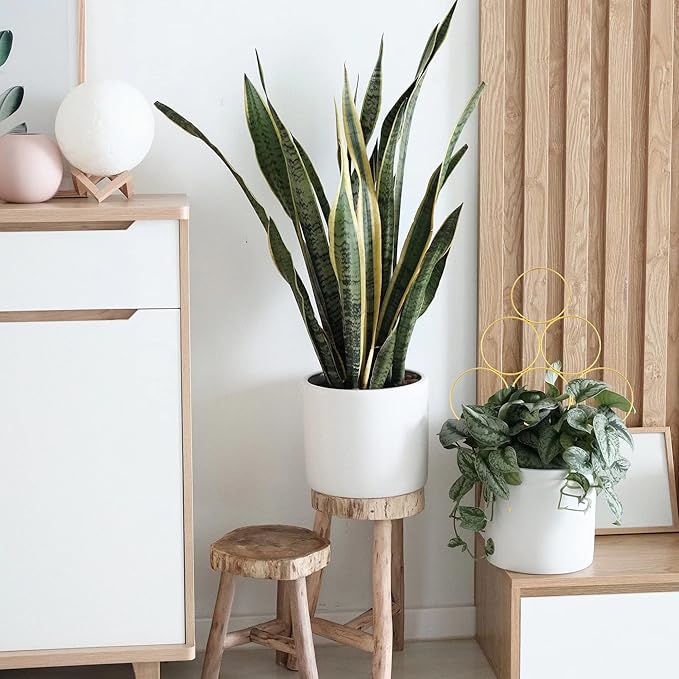 4 Pack Plant Trellis Indoor 15.7 Inch for climbing plants indoor Small Garden Trellis for Potted Plant Support Metal Wire Stackable Trellis Houseplant for Monstera Vines Lvy Pothos Accessories(4 gold)