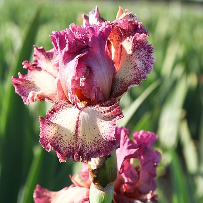 Easy to Grow Bearded Iris Rockstar - 3 Plant Bulbs Rhizomes, Maroon Purple & White Flowers in Spring to Fall, Full Sun Low Maintenance