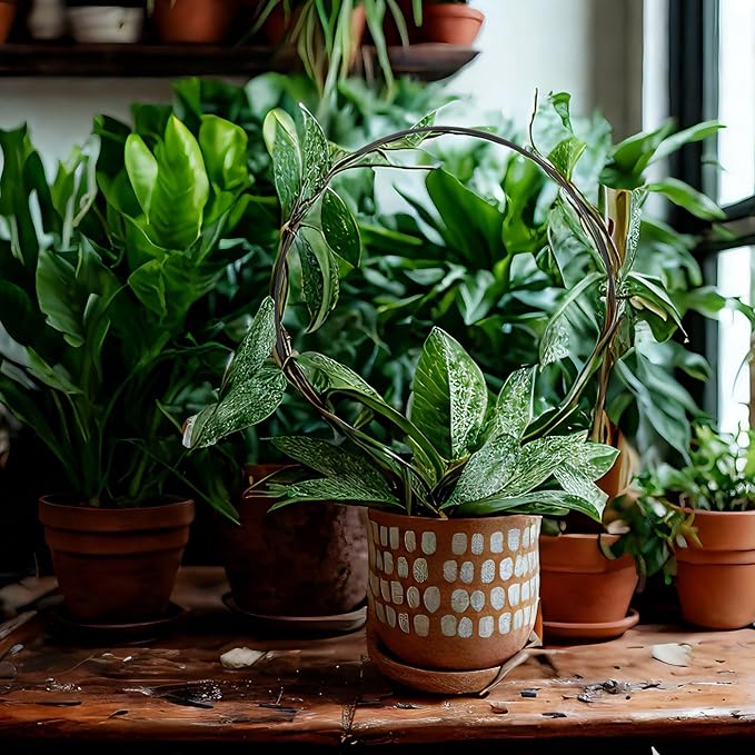 10 Pcs Black Iron Circle Trellis for Potted Plants, Indoor/Outdoor Plant Support Frames for Climbing Plants, Roses, Peas, Morning Glories