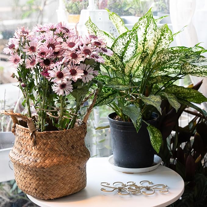 5PCS Plant Stem Support - Durable 5pcs Iron Grapple Holder for Monstera & Climbing Plants, Unique Design for Optimal Growth, Bamboo Clamp Set for Leaf Stabilization and Support (Gold)