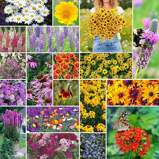 Eden Brothers All Perennial Wildflower Mixed Seeds for Planting, 50 lb, 24,000,000+ Seeds with Lupine, Shasta Daisy | Attracts Pollinators, Plant in Spring or Fall, Zones 3, 4, 5, 6, 7, 8, 9, 10