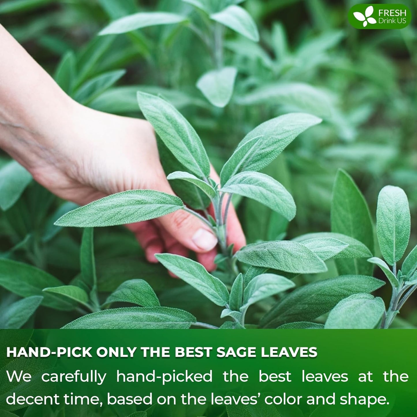 FreshDrinkUS Premium 75 Sage Leaf Tea Bags, 100% Natural & Pure. Loose Leaf Sage Herbal Tea. Made with Natural Material Tea Bags. No Sugar, No Caffeine, No Gluten, Vegan