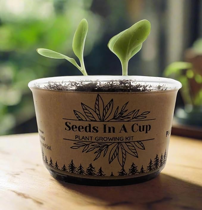 Seeds In A Cup® Sugar Maple Tree Grow Kit – Indoor/Outdoor Seed Starter, Grow Your Own Maple Tree from Seed, Educational Gift for Kids & Adults, Easy Planting Kit
