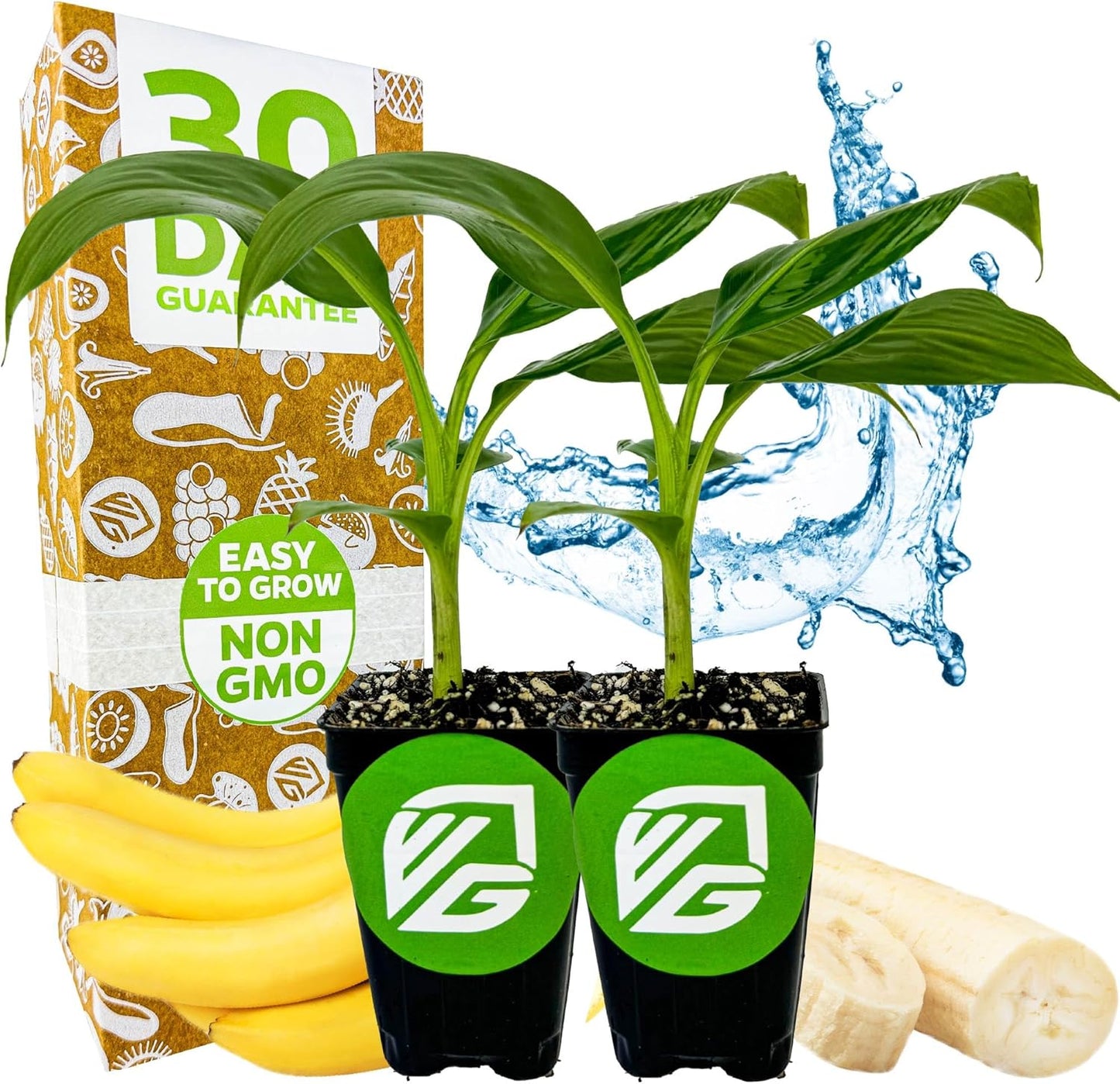 Double Mahoi Banana Plant – Musa ‘Double Mahoi’ by Wellspring Gardens – Live Dwarf Banana Tree – Grows Two Racks of Fruit – Edible & Ornamental – Great for Patio or Indoor Growing (2-Pack)