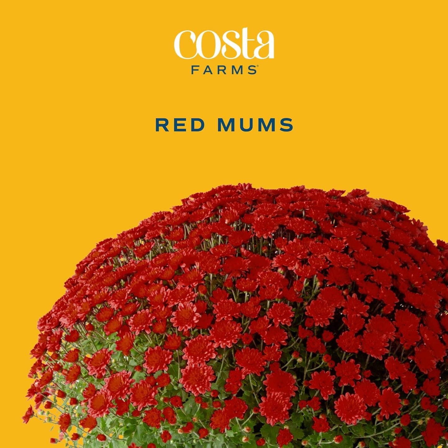 Costa Farms Live Plants – Fall Mums 4-Pack (Red) in Grower Pots | 1 Qt. Seasonal Houseplants & Outdoor Flowers for Porch, Patio, or Garden | Ships in Bud Form for Longer Bloom