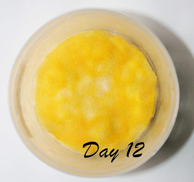 Root Mushroom Farm- Mushroom Grow kit -Cordyceps Militaris