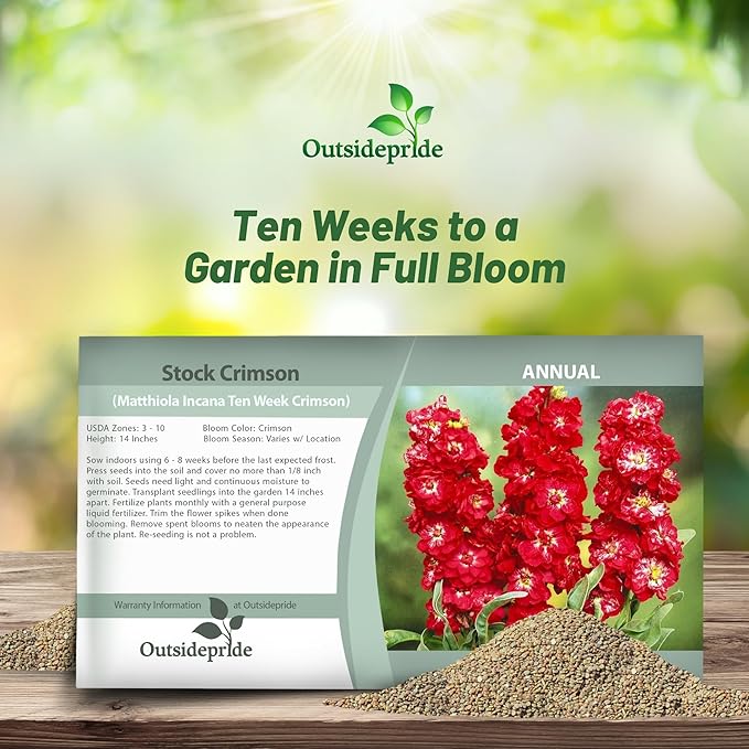Outsidepride Ten Week Crimson Mattiola Stock Seeds - 2000 Pcs Annual Flower Seeds for Planting with Fragrant Blooms That Attract Pollinators, Compact Growth, for Cut Flower Arrangements & Containers