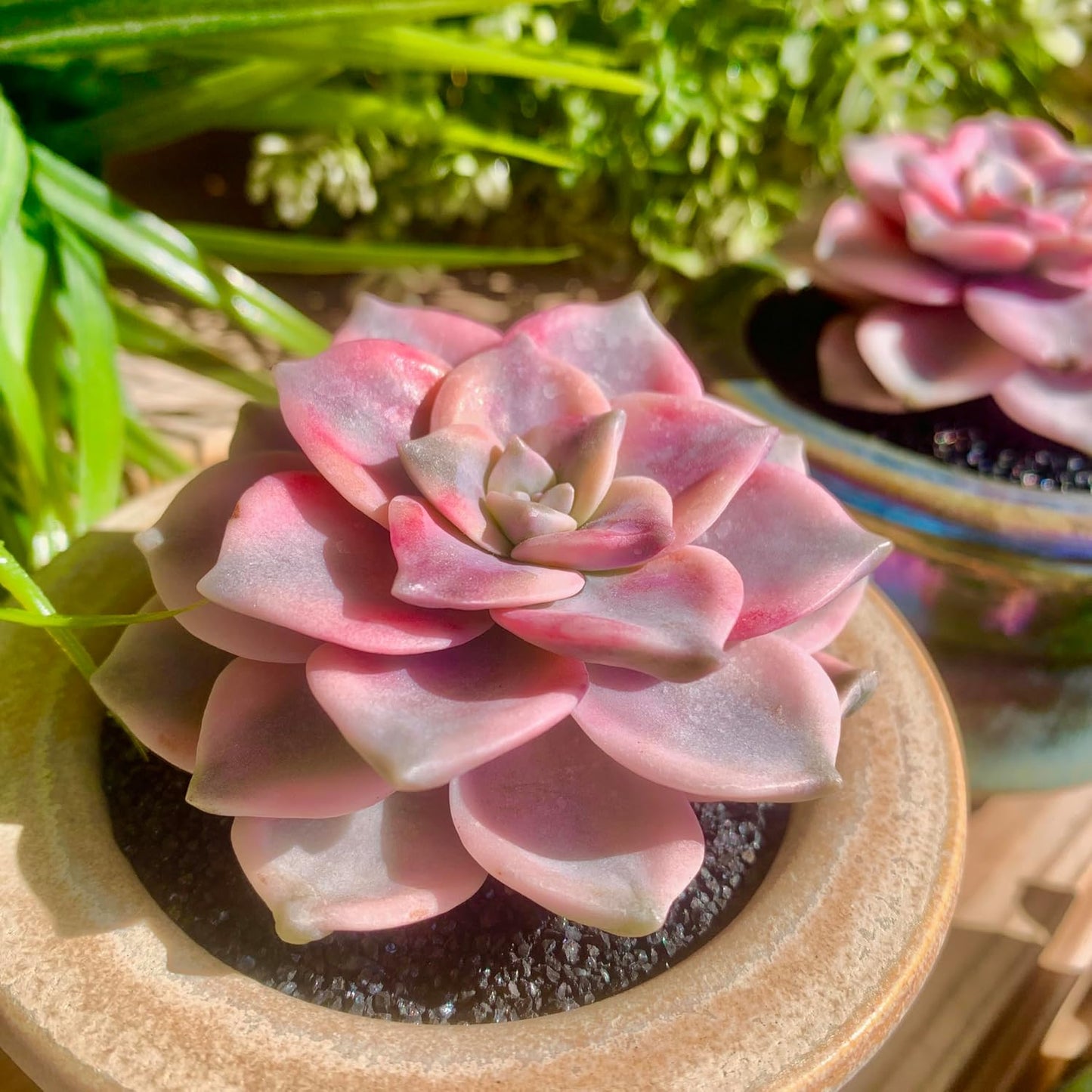 FWPP Live Succulents Plants Graptopetalum Purple Delight 2.5 inches,Rare Purple Succulents Bare Root Without Pot Soil, Live Plants Indoor Office Decoration Wedding and Gift