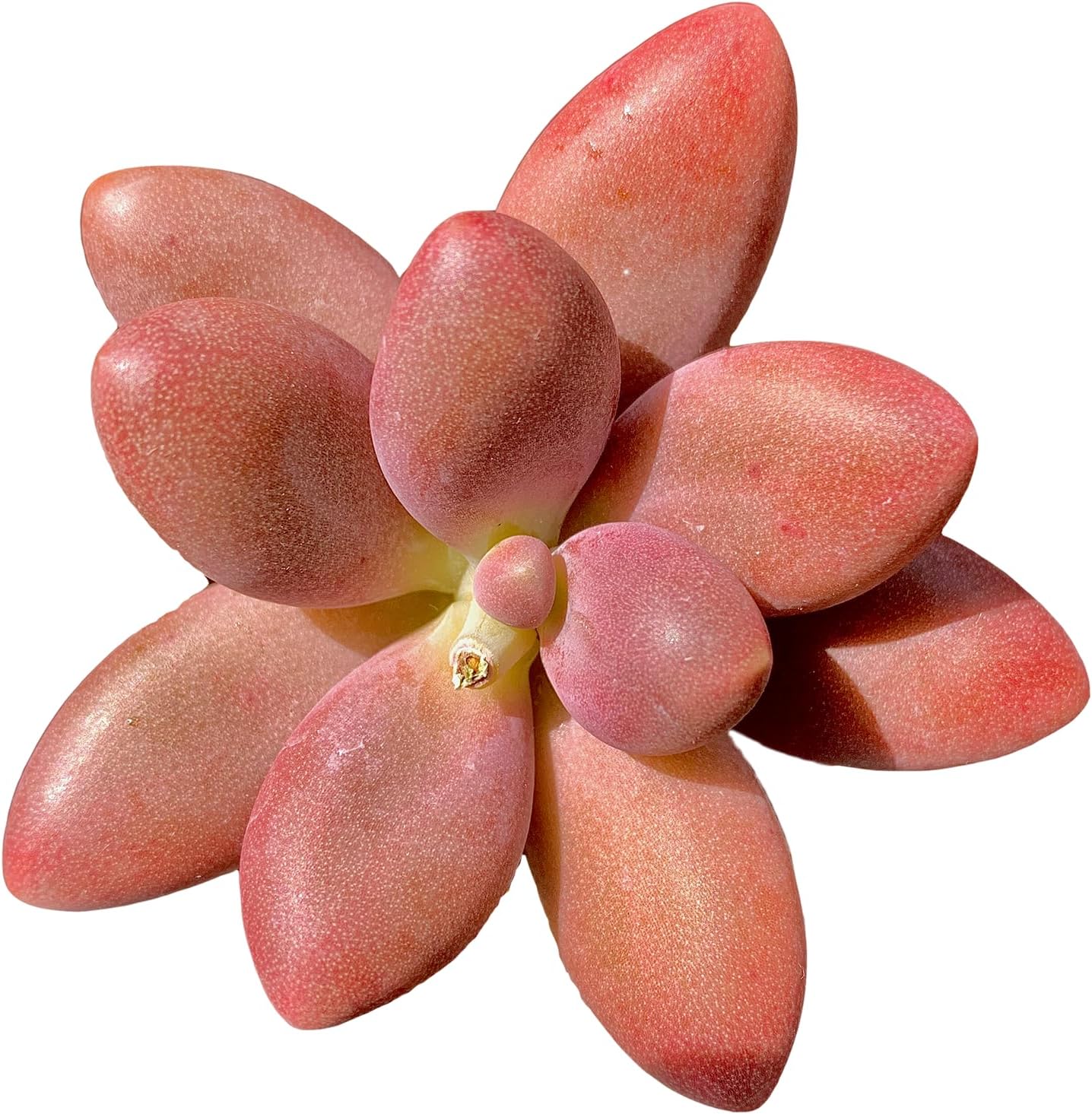 FWPP Live Succulents Plants Pachyveria Sugar Beauty 2 inches,Rare red Succulents Bare Root Without Pot Soil, Live Plants Indoor Office Decoration Wedding and Gift