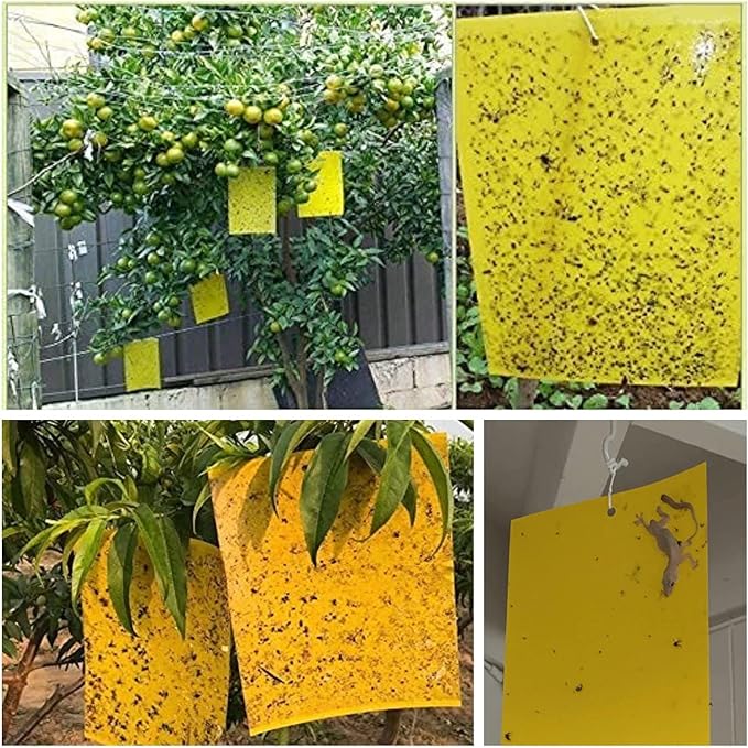 30 Pack Yellow Sticky Traps Fruit Fly Trap, Double-Sided Fungus Gnat Trap Insects Pest Killer for Outdoor Indoor