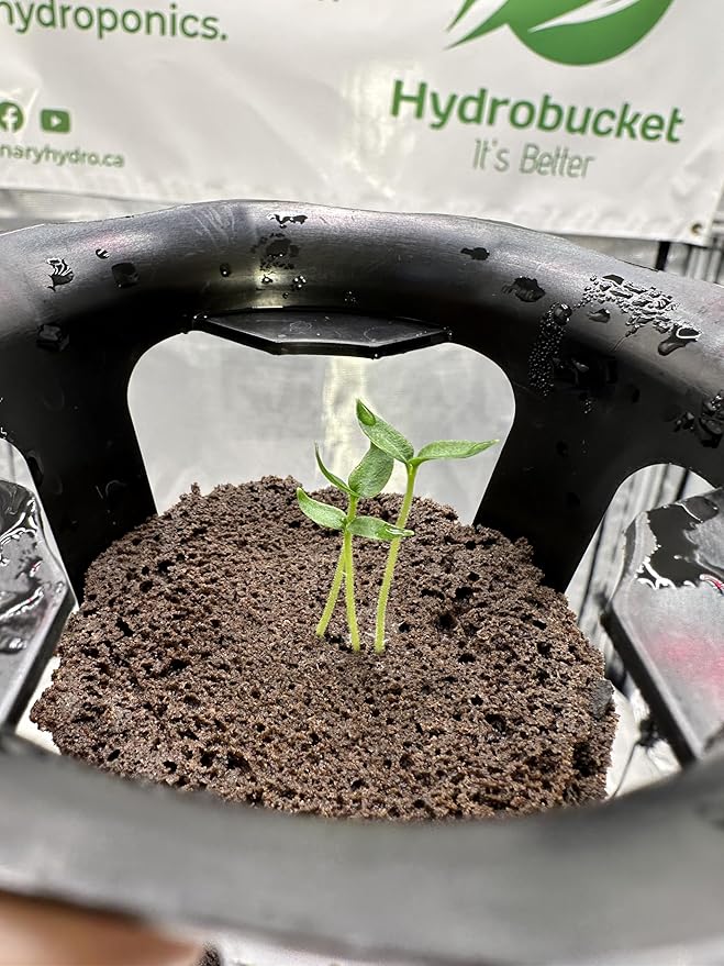 DWC Hydroponics Grow System, 5-Gallon Deep Water Culture, Air Hose, Air Pump, and Air Stone (2)