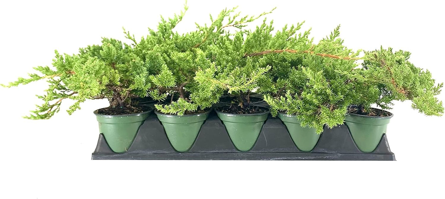 Dwarf Japanese Garden Juniper | 3 Live 4 Inch Pots | Juniperus Procumbens Nana | Drought Tolerant Evergreen Groundcover | Great Plants for Bonsai