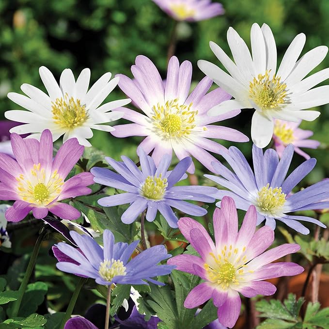 | 20 Mixed Anemone Blanda Bulbs for Fall | Deer-Resistant & Vibrant | Perfect Perennial Garden Flower 4 to 5 cm Bulb Size
