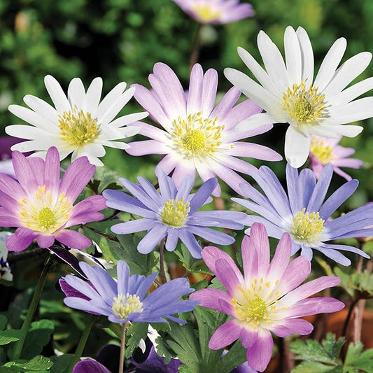 | 20 Mixed Anemone Blanda Bulbs for Fall | Deer-Resistant & Vibrant | Perfect Perennial Garden Flower 4 to 5 cm Bulb Size