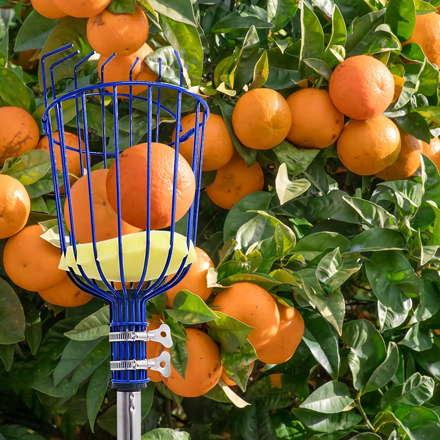 Fruit Picker Tool with Basket & Foam Pad, 35-72 Inch Adjustable Stainless Steel Picking Pole - for Harvesting Lemon Avocado Apple Mango Pear Orange & Tall Tree Fruits