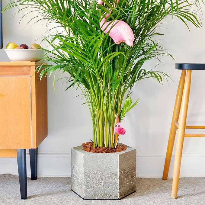 Halatool 4 Pcs Coco Husk Chips for Plants - 4.4 LB 100% Organic Coconut Coir Chips with Low EC and pH Balanced, Compressed Coco Substrate Growing Mulch Medium for Landscaping, Herbs, Plants, Flowers