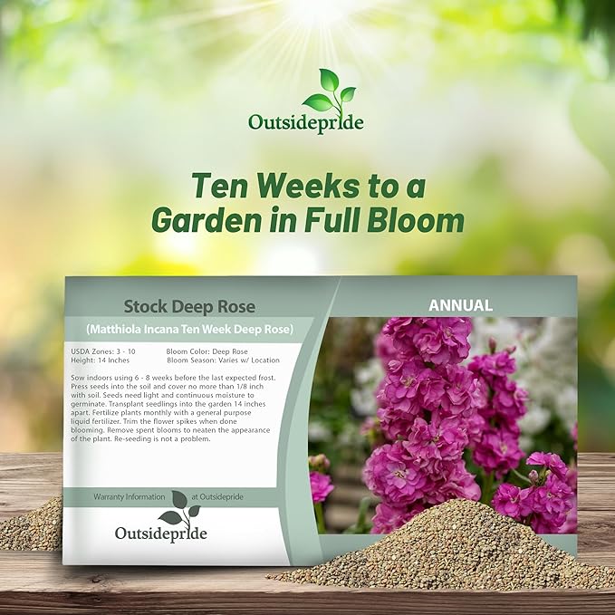 Outsidepride Ten Week Deep Rose Mattiola Stock Seeds - 2000 Pcs Annual Flower Seeds for Planting with Fragrant Blooms that Attract Pollinators, Compact Growth, for Cut Flower Arrangements & Containers
