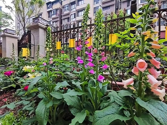 Faicuk 20 Pack Dual Sided Yellow Sticky Traps for Flying Plant Insect Like Fungus Gnats, Aphids, Whiteflies, Leafminers (6x8 Inches, Twist Ties Included)