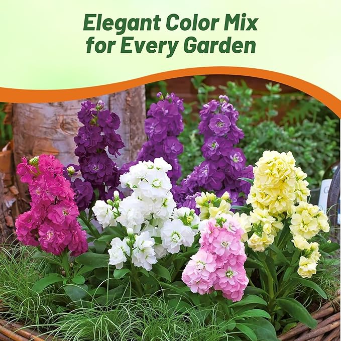 Outsidepride Ten Week Mix Mattiola Stock Seeds - 2000 Pcs Annual Flower Seeds for Planting with Fragrant Blooms That Attract Pollinators, Compact Growth, for Cut Flower Arrangements & Containers