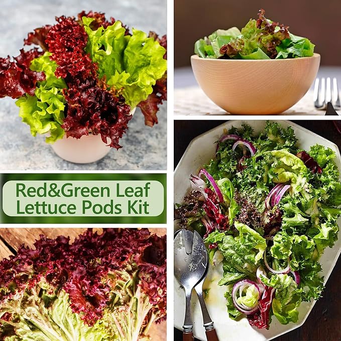 Lettuce Seed Pods Kit for Hydroponic, 12 Pods Red&Green Leaf Lettuce Grow Anything Kit for Indoor Hydroponics Growing System, Hydroponics Supplies with 12 Grow Sponges, 12 Plant Baskets