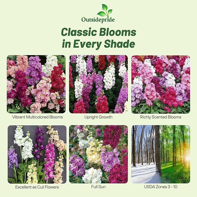 Outsidepride Ten Week Mix Mattiola Stock Seeds - 2000 Pcs Annual Flower Seeds for Planting with Fragrant Blooms That Attract Pollinators, Compact Growth, for Cut Flower Arrangements & Containers