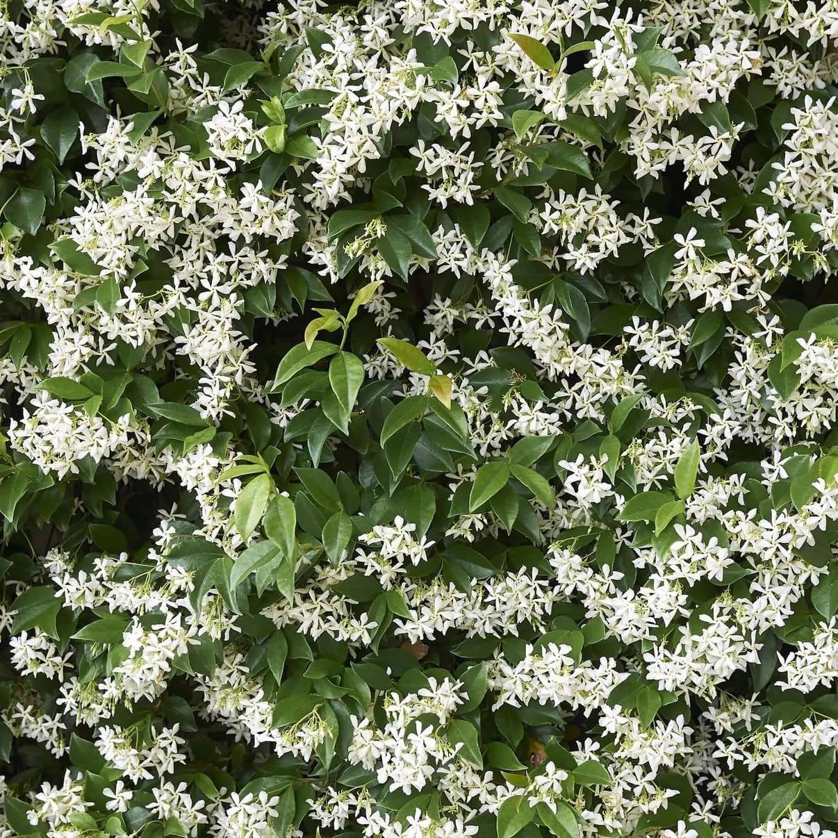 Star Jasmine/Confederate Jasmine - Trachelospermum Jasminoides. Live. Fragrant Flowers. (2 Plants in Sac)