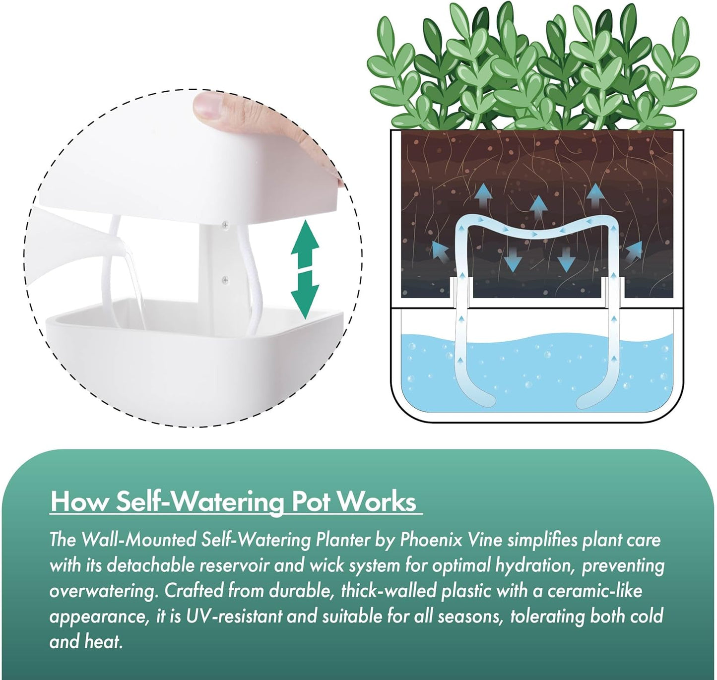 Phoenix Vine 6.5-Inch Wall Mounted Self-Watering Planter Pot for Indoor Houseplants and Herbs | Modern Hanging Planter for Window Sills, Bathroom Walls, Home & Office Décor, White, Set of 2, 01-WP-W-2