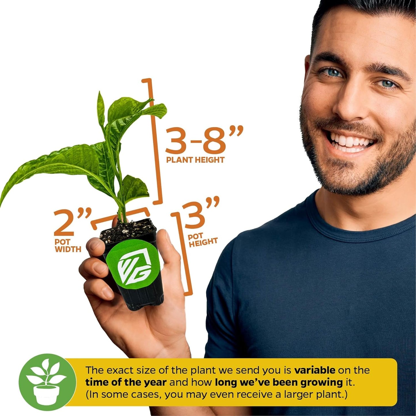 Bounty Passion Fruit Plant Vine – Passiflora by Wellspring Gardens – Sweet, Juicy Fruit – Fast-Growing & Vigorous – Great for Trellises, Fences & Containers (2-Pack)