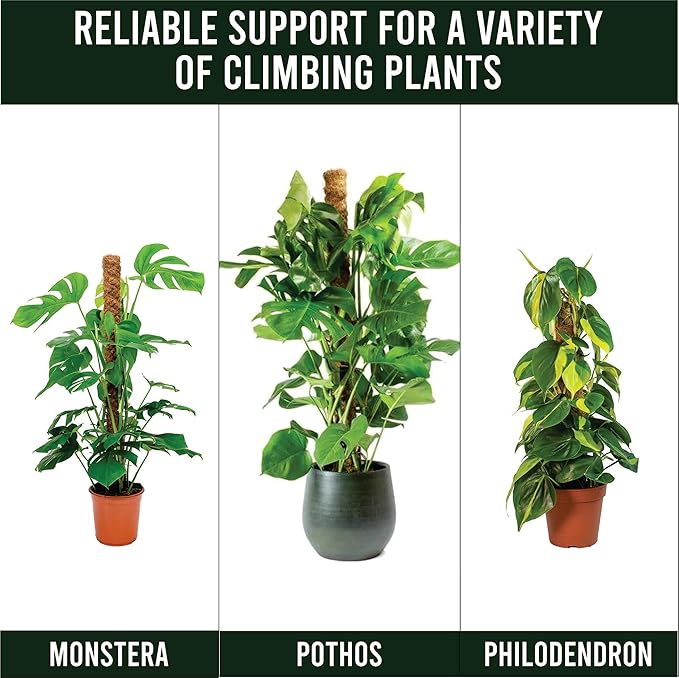 Moss Pole Pack of 2 | 50 CM Monstera Plant Support | Indoor Plant Poles | Sturdy Plant Moss Pole for Healthy Plants | Coir Pole for Plants