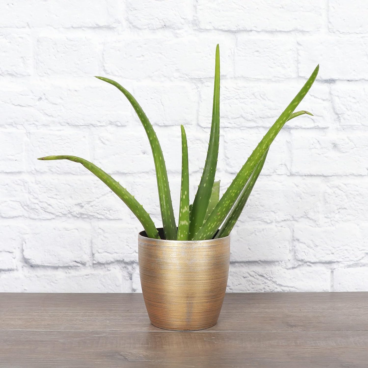 Thorsen's Greenhouse Aloe Vera, Live Indoor Plant, Aloe barbadensis, Easy to Grow, Succulent, Natural Air Purifier, 4" Diameter Pot (Gold)