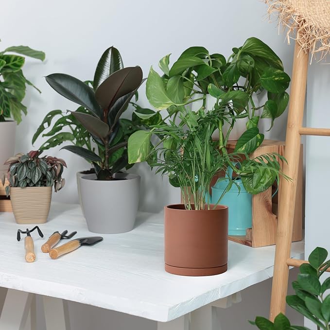 D'vine Dev 6 Inch Rust Terracotta Plant Pot with Drainage Hole and Saucer, Round Cylinder Planter Pot for Indoor Plants, Set of 2, 40-V-C-2