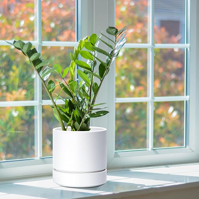 Phoenix Vine 6 Inch Planter Pot with Drainage Hole & Saucer, Deep Water Catch Tray, Straight Cylindrical Round Pot for Plants, Matte White, Pack of 2, 23-B-S-2