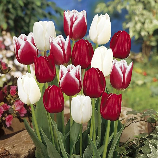 Garden State Bulb Triumph Candy Cane Mix Tulip Flower Bulbs, 12/+ cm, Fall Planting (Bag of 50)