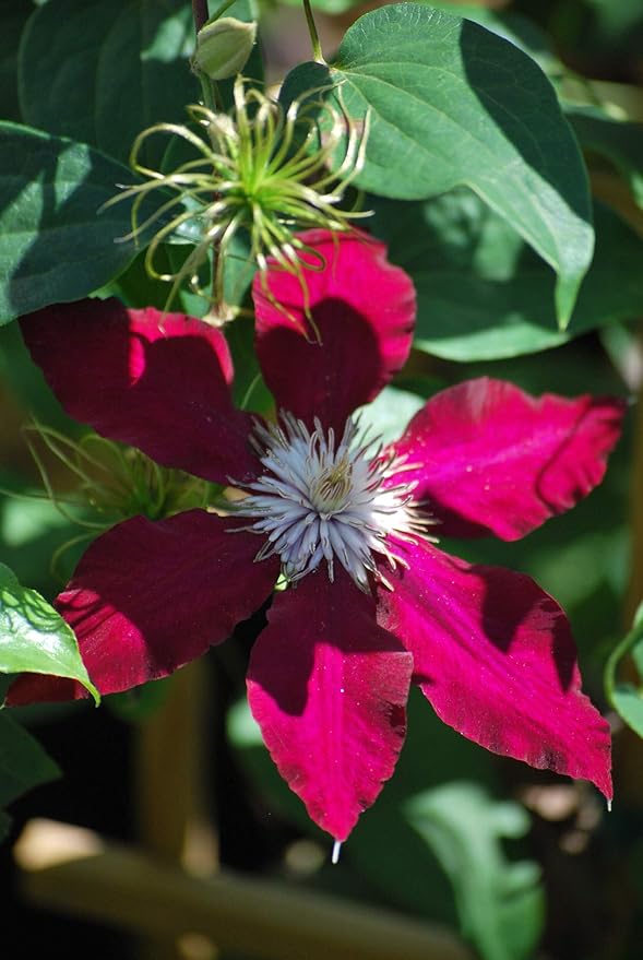 Perennial Farm Clematis 'Rebecca' Hybrid – Live Flowering Vine in 4 Quart Container, Large Velvety Red Blooms, Long Blooming, Compact Climber, Ideal for Trellises, Arbors & Containers