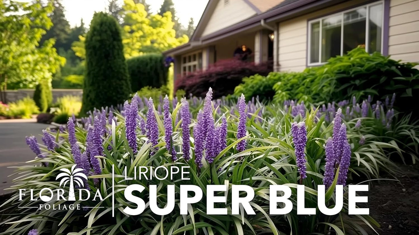 Super Blue | 5 Live Plants | Liriope Muscari | Ground Cover Plant, Ornamental Grass, Drought Tolerant, Low Maintenance, Evergreen Foliage, Purple Flower Spikes, Shade Garden Favorite, Easy to Grow