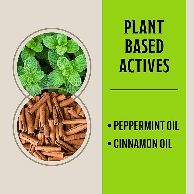 Grandpa Gus's Mouse Rodent Repellent, Peppermint & Cinnamon Oil Formula, Repels Mice & Rats from Nesting, Chewing in Homes/RV, Boat/Car, Storage & Wiring, 8 Oz RTU Spray