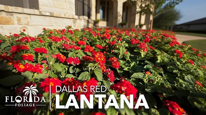 Lantana Dallas Red | 30 Live Plants | Lantana Camara | Flowering Perennial | Garden Colorful Bloom | Hardy Outdoor Decor | Vibrant Red Flowers